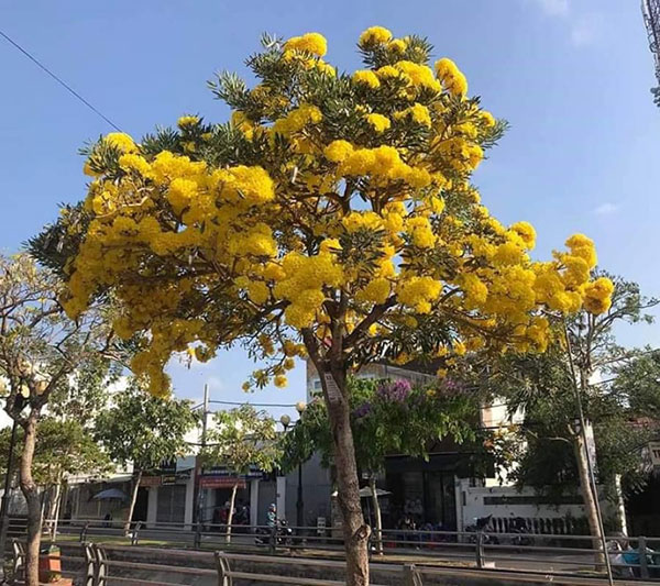 Cây Bông Màu Vàng Gallery 2