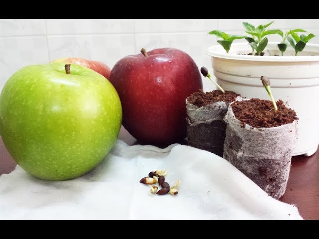 Cách Trồng Cây Táo Đỏ