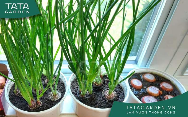 Cách Trồng Củ Hành Tím Bằng Nước