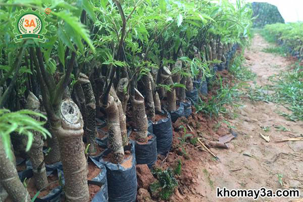 Cách Trồng Đinh Lăng Củ Nhanh To