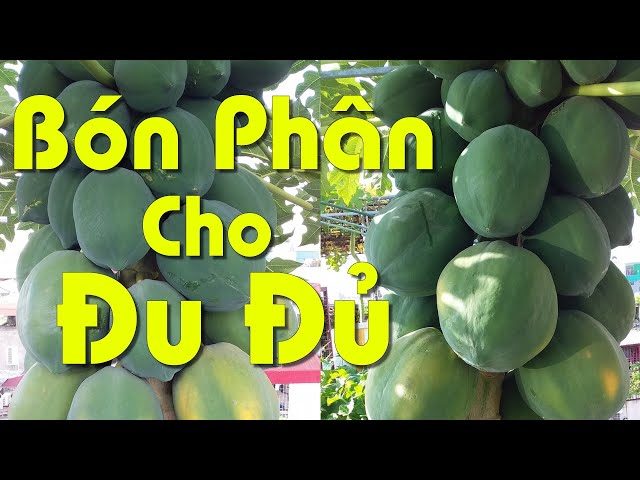 Cách Trồng Đu Đủ Cho Trái Ngọt