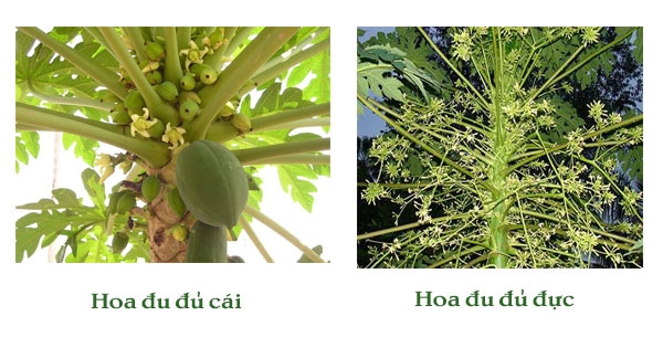 Cách Trồng Đu Đủ Đực