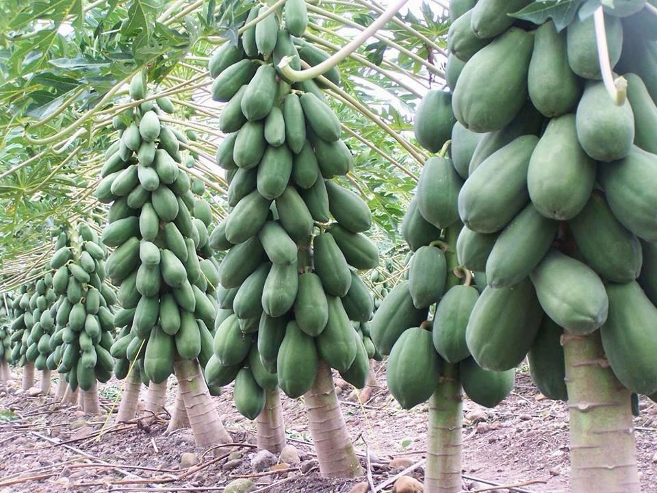 Cách Trồng Đu Đủ Sai Quả