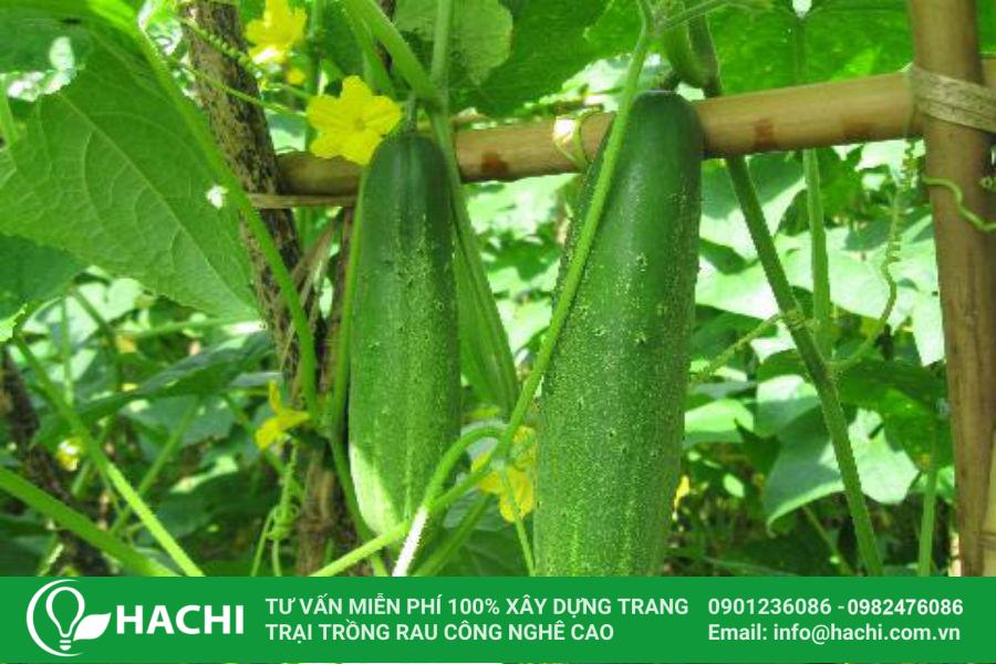 Cách Trồng Dưa Leo Mùa Mưa Hiệu Quả