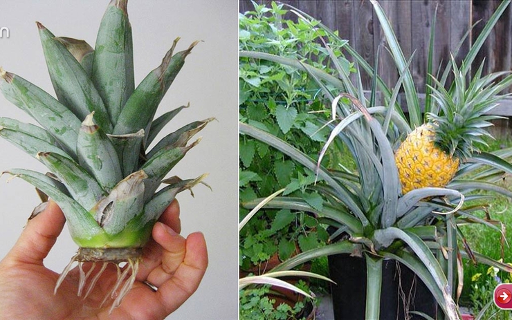 Cách Trồng Dứa Từ Ngọn