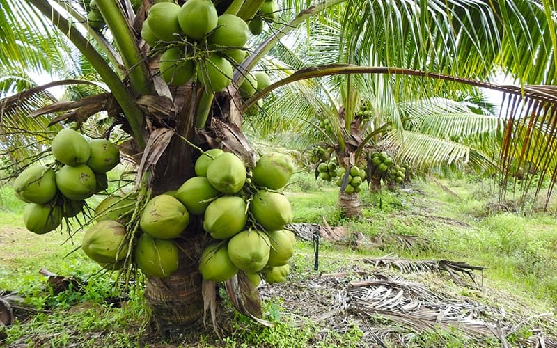 Cách Trồng Dừa Xiêm Lùn Hiệu Quả