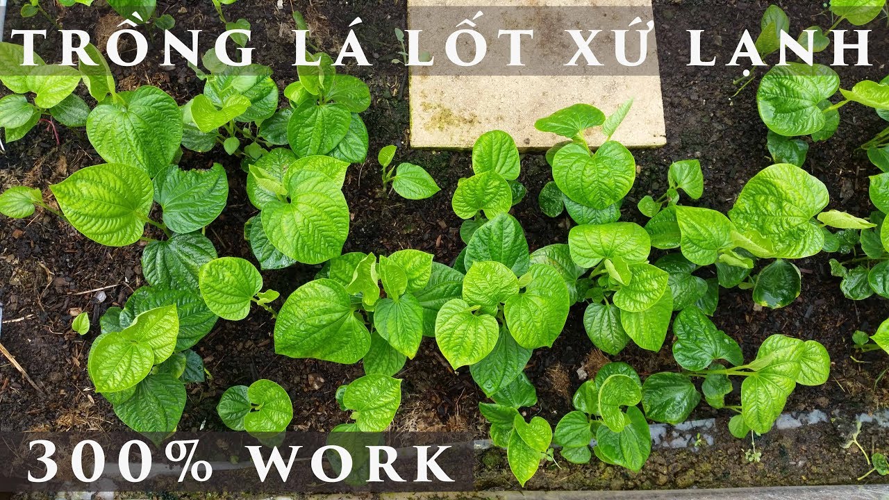 Cách Trồng Lá Lốt