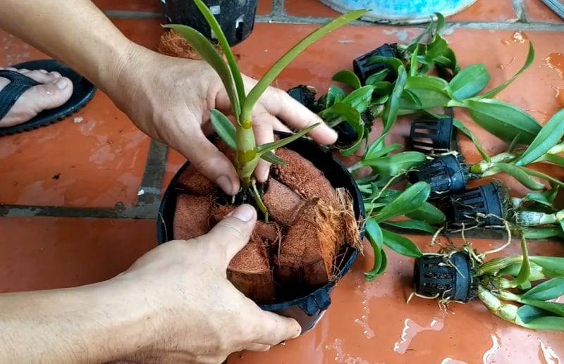 Cách Trồng Lan Bằng Xơ Dừa