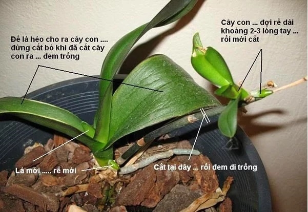 Cách Trồng và Chăm Sóc Lan Hồ Điệp Gallery 2