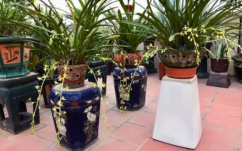 Cách Trồng Lan Kiếm Vào Chậu Sứ