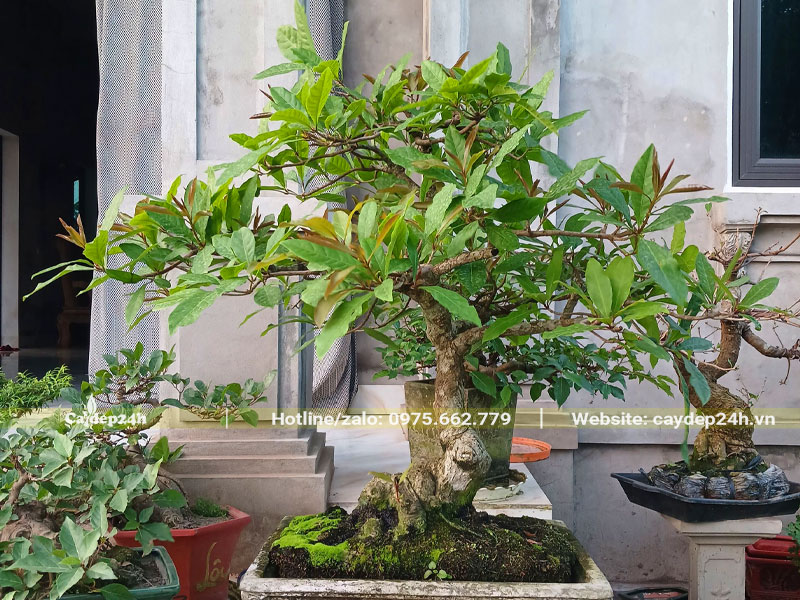 Cách Trồng Lộc Vừng Thả Nước