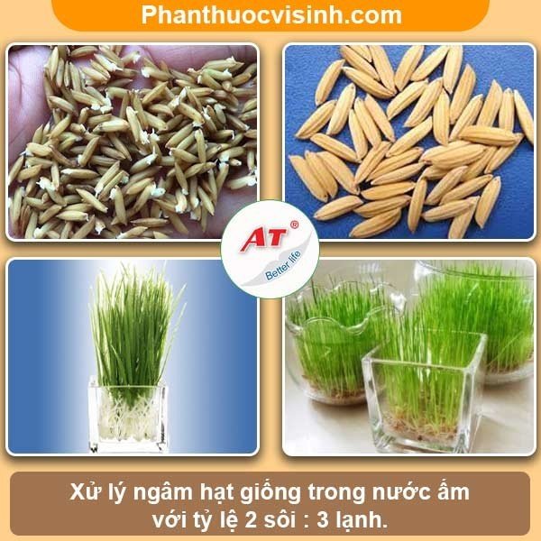 Cách Trồng Lúa Cảnh Đơn Giản, Hiệu Quả Tại Nhà