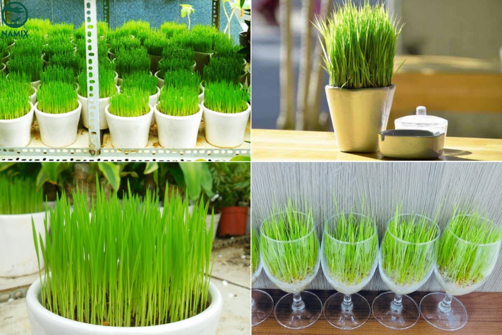 Cách Trồng Lúa Chưng Tết Đẹp, Xanh Mướt Đón Tết Nguyên Đán