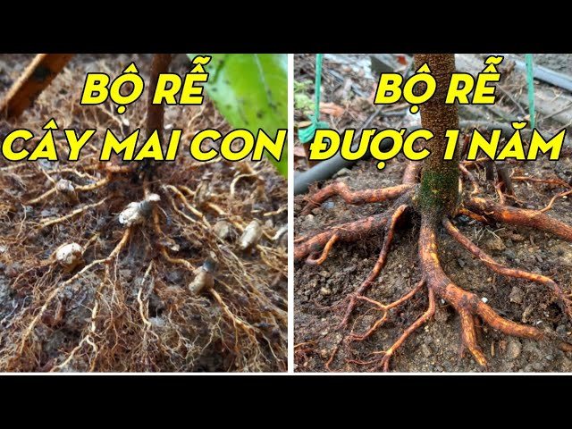 Cách Trồng Mai Con Có Bộ Rễ Đẹp