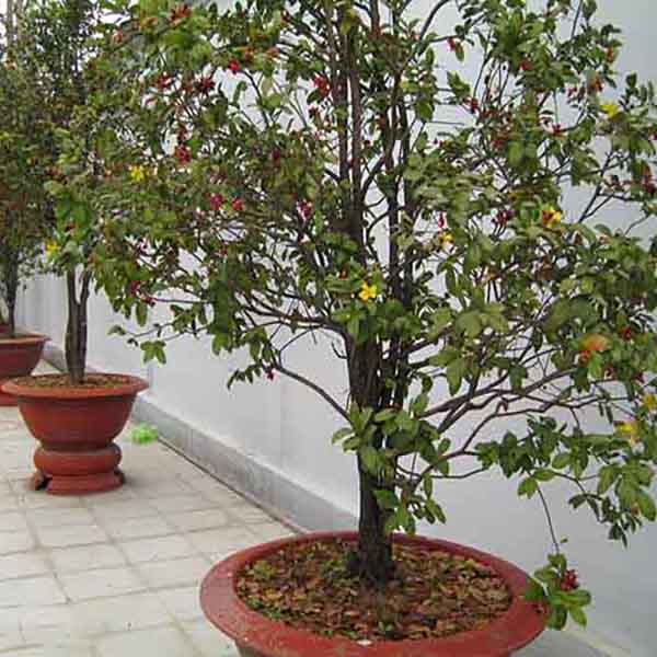 Cách Trồng Mai Tứ Quý Đơn Giản, Hiệu Quả Tại Nhà