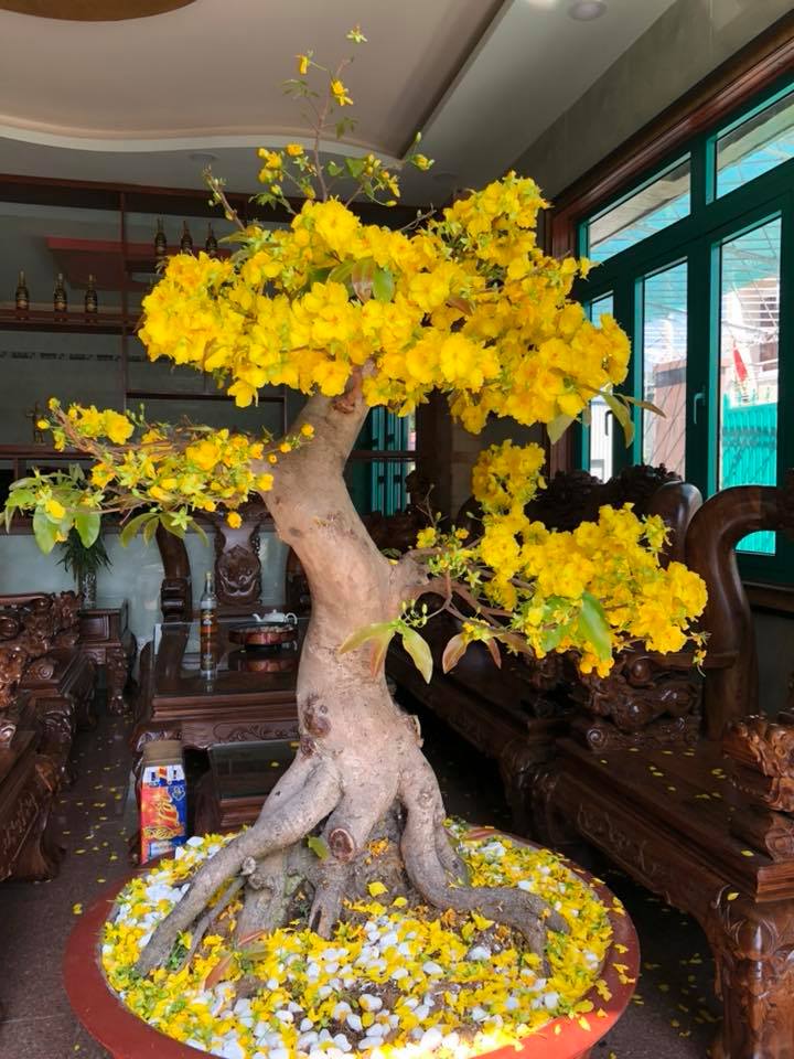 Cách Trồng Mai Vàng Gốc To