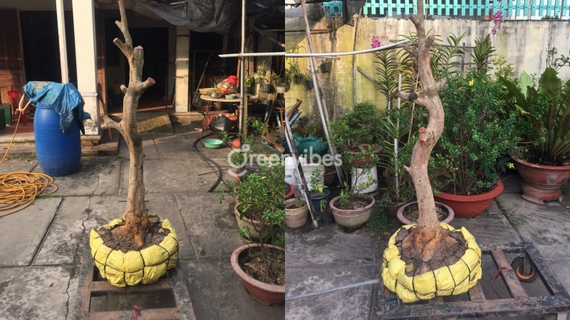 Cách Trồng Mai Vàng Vào Chậu