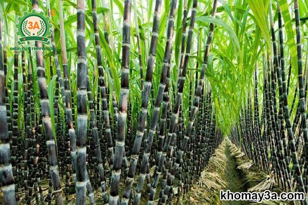 Cách Trồng Mía Tím Hiệu Quả, Cho Năng Suất Cao