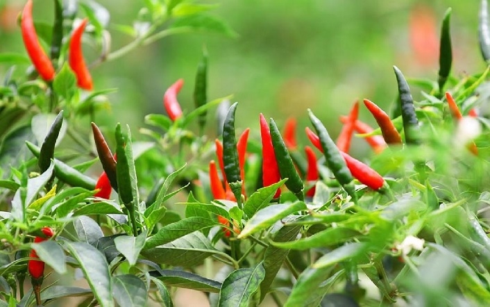 Cách Trồng Ớt Chỉ Thiên Siêu Nhanh, Cho Năng Suất Cao