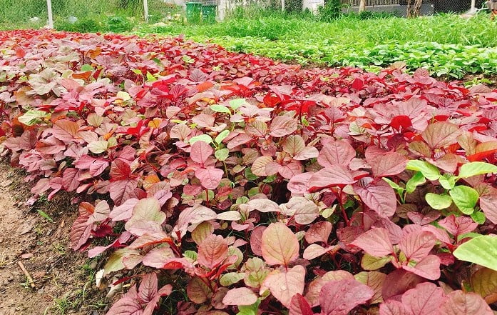Cách Trồng Rau Dền Đỏ