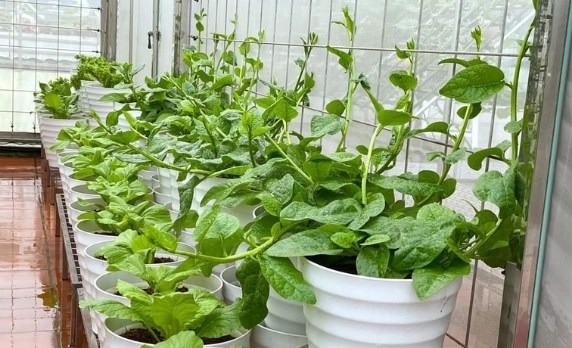 Cách Trồng Rau Mồng Tơi Trong Thùng Xốp Hiệu Quả