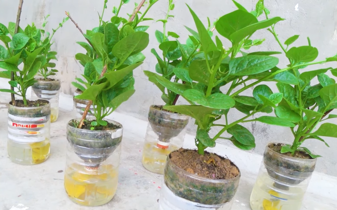 Trồng rau thủy canh tại nhà bằng chai nhựa