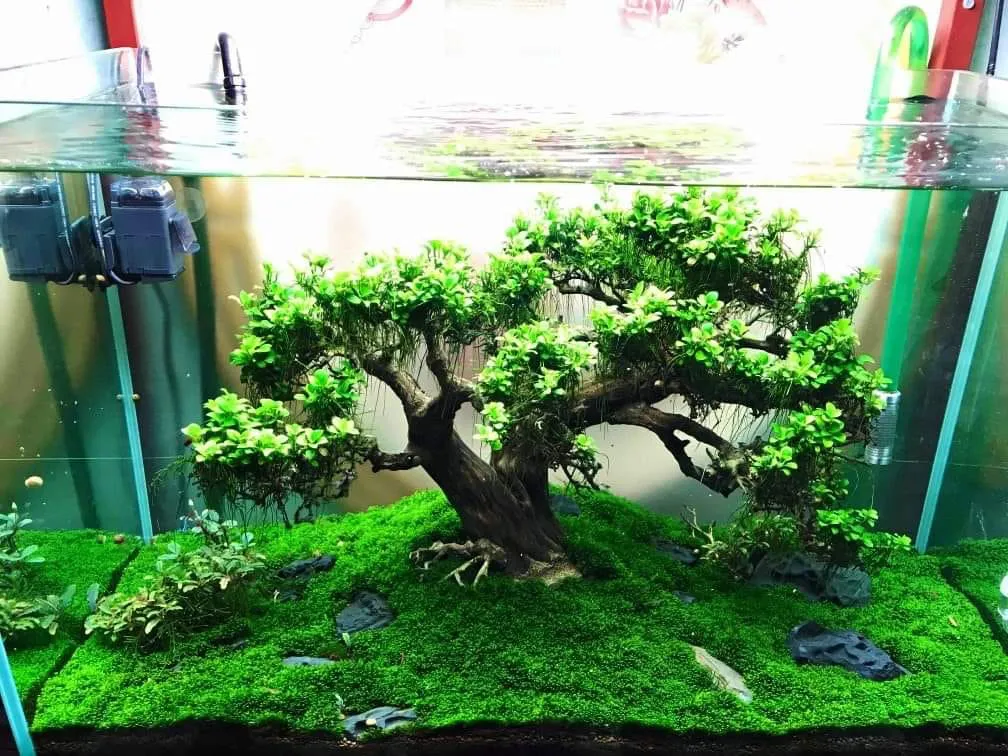 Cách Trồng Rêu Thủy Sinh
