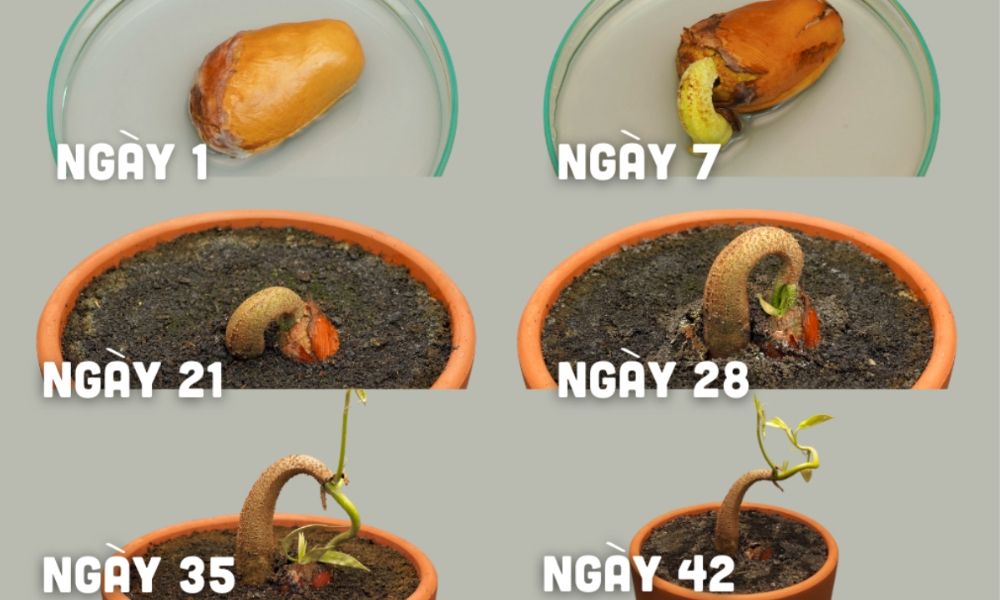Cách Trồng Sầu Riêng Bằng Hạt