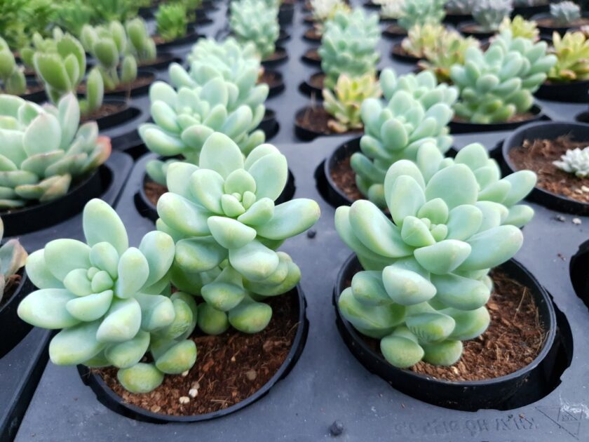 Sen Đá Sỏi Trắng: Sự Kết Hợp Hoàn Hảo Giữa Vẻ Đẹp Tự Nhiên và Sự Tinh Tế Gallery 1