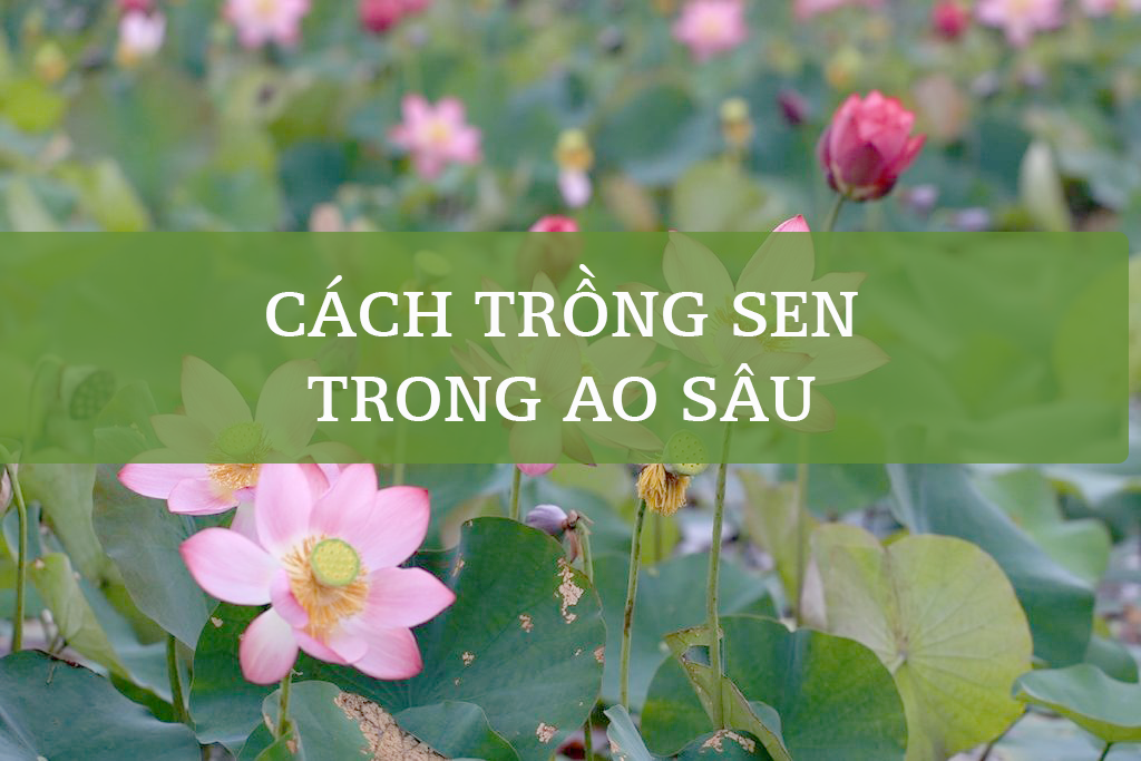 Cách Trồng Sen Trong Ao Sâu