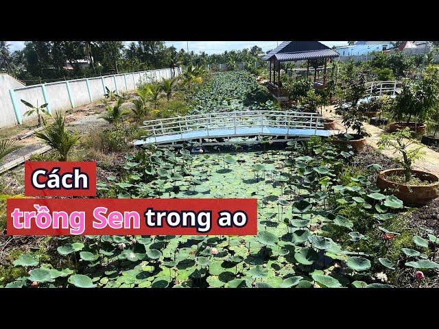 Cách Trồng Sen Trong Ao Sâu Gallery 2