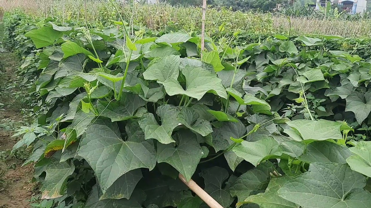 Cách Trồng Su Su Lấy Ngọn Hiệu Quả