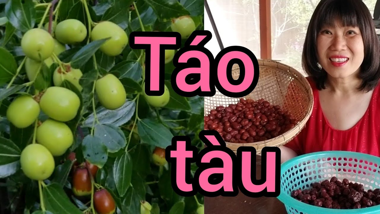 Cách Trồng Táo Tàu Bằng Hạt