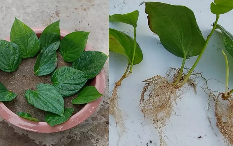Cách Trồng Trầu Không Hiệu Quả, Cho Thu Hoạch Cao