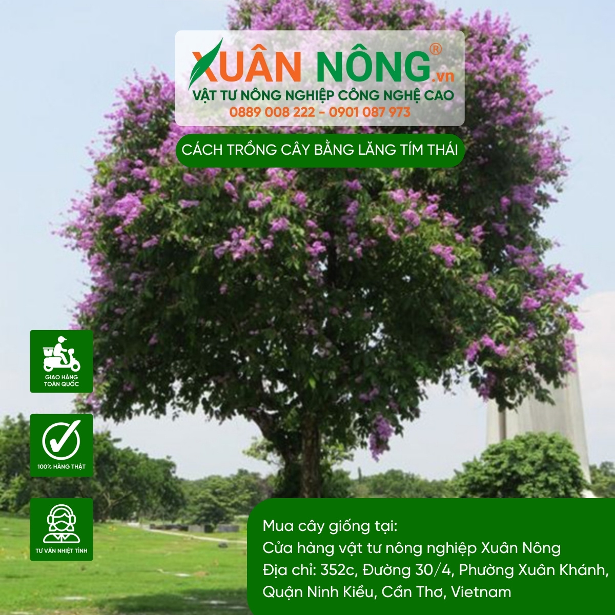 Bằng Lăng Thái Siêu Bông Gallery 2