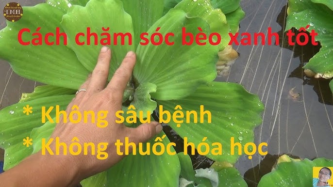 Cách Nuôi Bèo Trong Nhà Hiệu Quả Gallery 2
