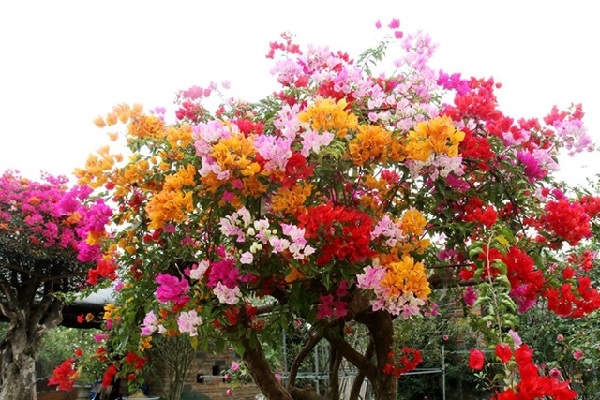 Bông Giấy Ngũ Sắc: Đặc điểm, cách trồng và chăm sóc Gallery 2