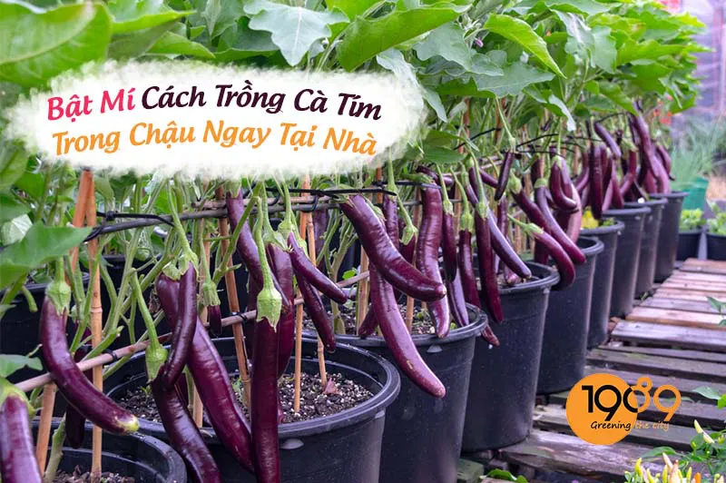 Trồng Cà Tím Trong Chậu Gallery 2