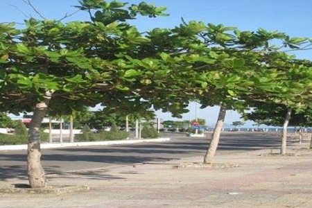 Cây Bàng Ấn Độ Gallery 2