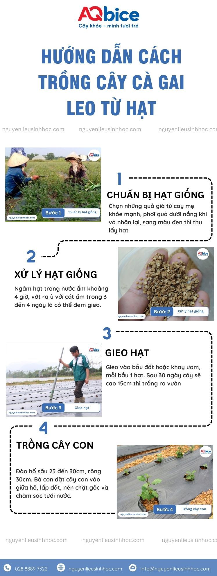 Hạt Giống Cà Gai Leo: Nguồn gốc, cách trồng và công dụng Gallery 2