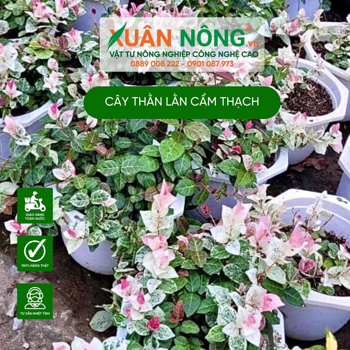 Cây Đuôi Thằn Lằn: Đặc Điểm, Công Dụng Và Cách Trồng Trọt Gallery 2