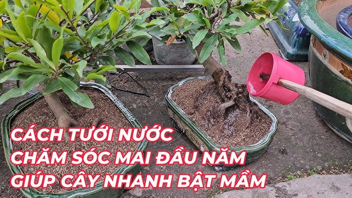 Cây Mai Rừng Miền Bắc Gallery 2