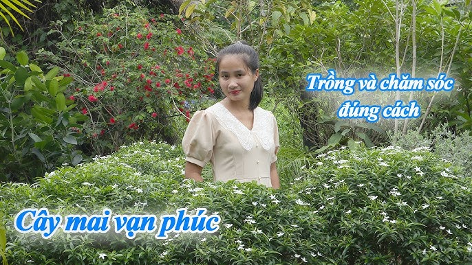 Cây Mai Tiểu Thư Gallery 2