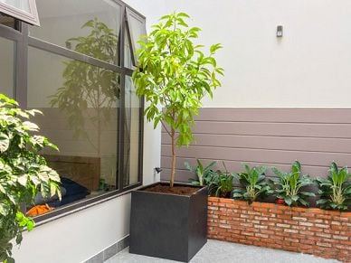 Trồng Cây Ngọc Lan Trong Chậu: Hướng Dẫn Chi Tiết Từ A Đến Z Gallery 2