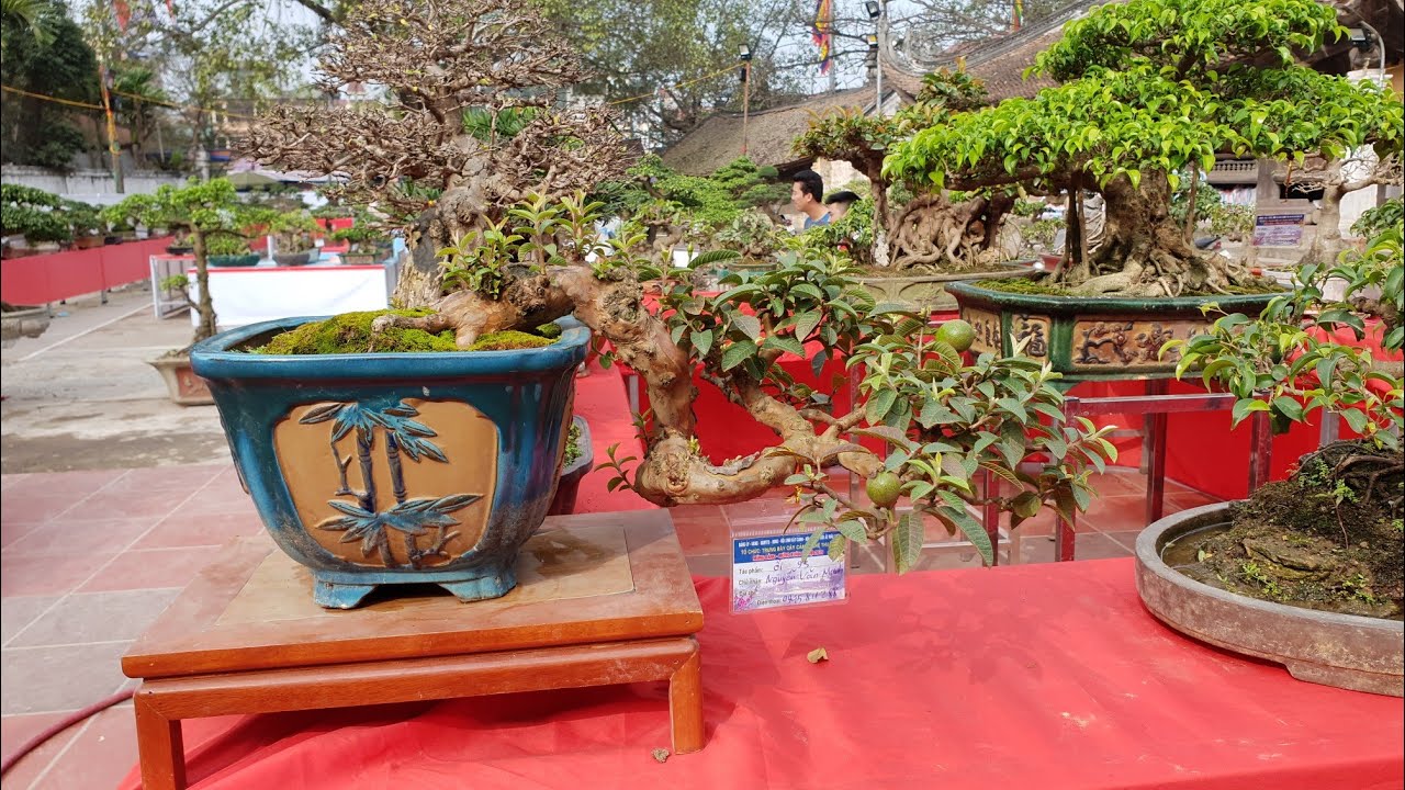 Cây Ổi Dáng Huyền: Giống Ổi Độc Đáo, Thu Hút Mọi Ánh Nhìn Gallery 2