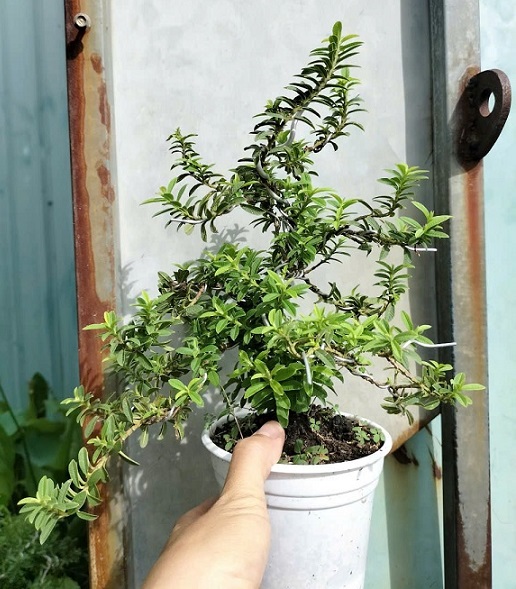 Cây Ổi Tàu Lá Nhỏ Gallery 2