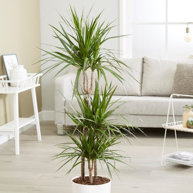 Cây Phất Dụ Mảnh: Đặc Điểm, Cách Trồng Và Chăm Sóc Gallery 2