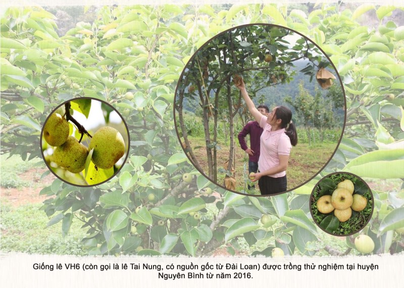 Rẻo Cao Là Gì? Tìm Hiểu Chi Tiết Về Loại Cây Này Gallery 2
