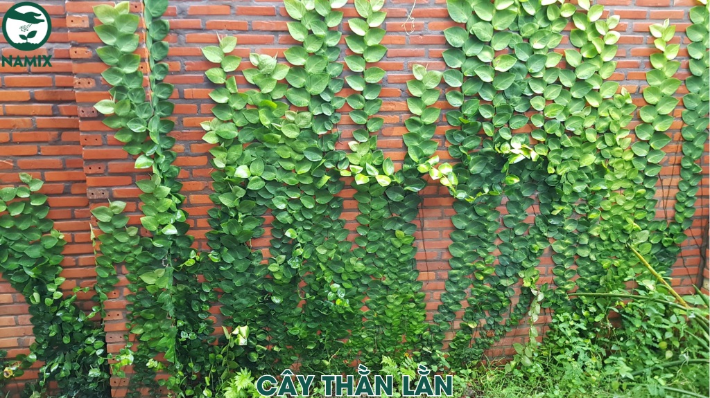 Cây Thằn Lằn Đá: Đặc Điểm, Cách Trồng Và Chăm Sóc Gallery 2