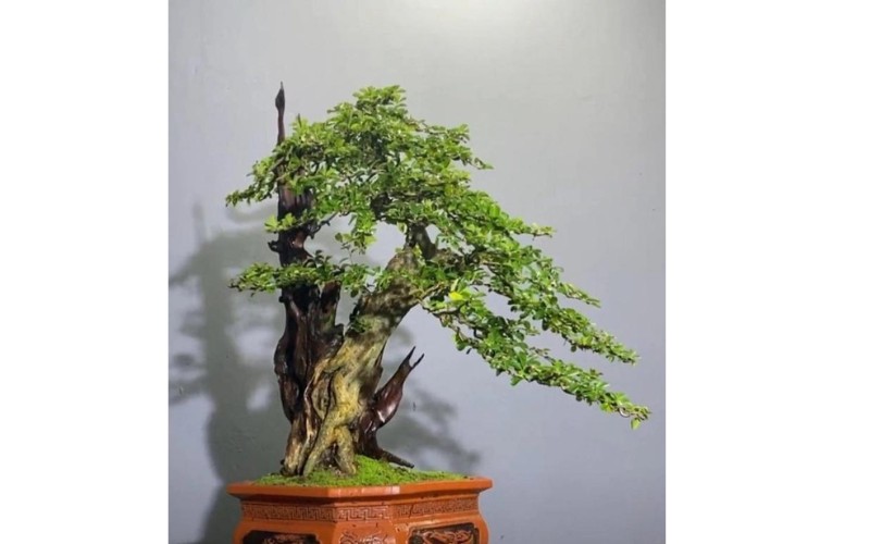 Trúc Trắc là gì? Giải đáp chi tiết về loại cây này Gallery 2